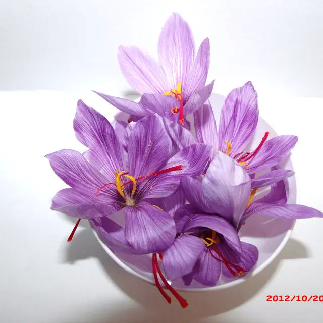 SdT coupelle de safran