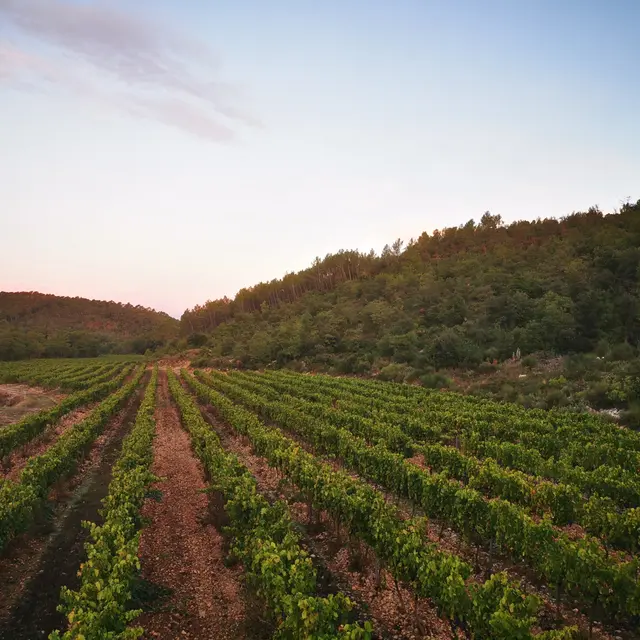 La Grand Vigne - Brignoles