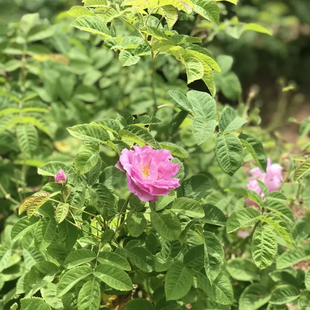 De la Fleur au Parfum chez Fragonard 