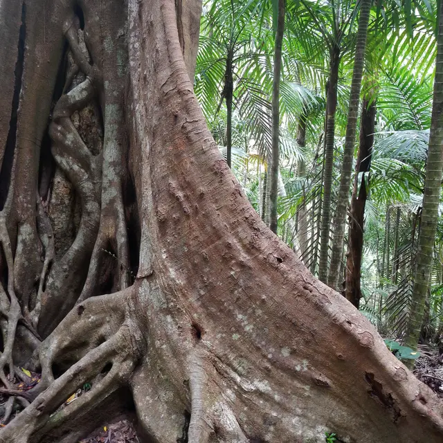 Parc des Grandes Fougères