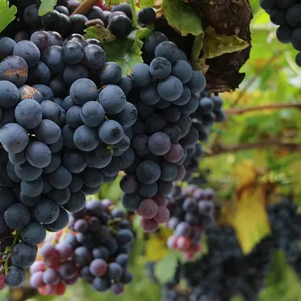 de la Vigne au Verre_Massillargues-Attuech