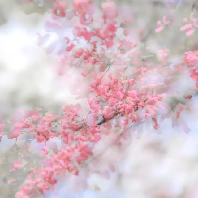 Exposition Maja Kerin août 2026_Èze