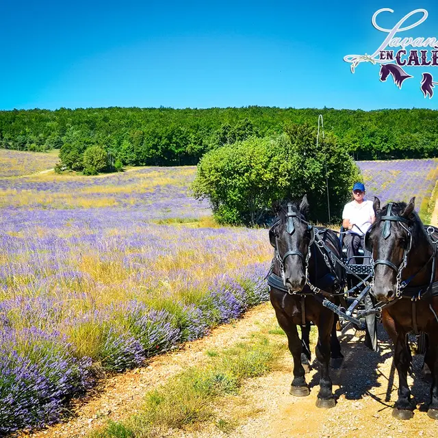 Lavandes en calèche