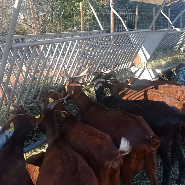 De la traite à l'assiette : une journée à la ferme_Martigues
