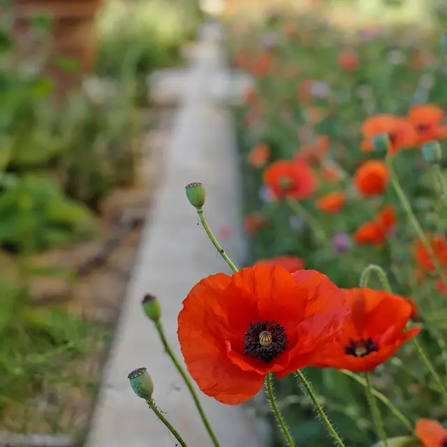 jardins du Palais des Papes