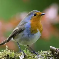 Découverte des oiseaux des jardins_Le Castellet