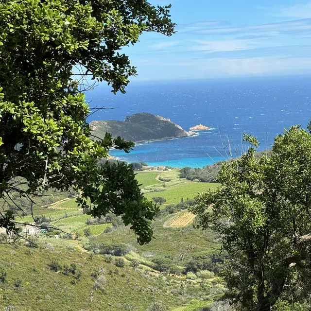 Point rencontre : Flore et végétation du Cap Lardier_La Croix-Valmer