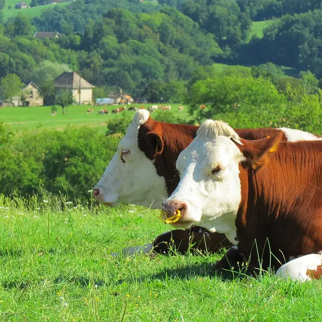 Vache