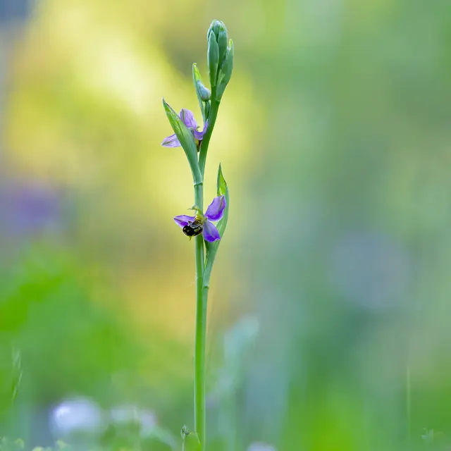 Biodiversités