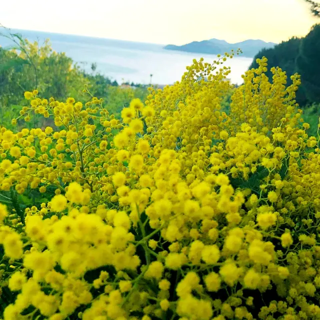 riviera mimosa
