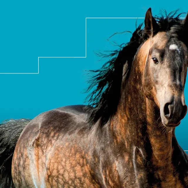 Salon du cheval_Angers