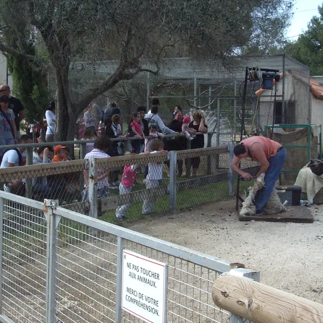 Tonte des moutons à la ferme_Martigues