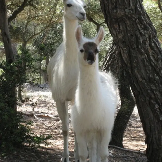 La Ferme des Lamas au Barroux