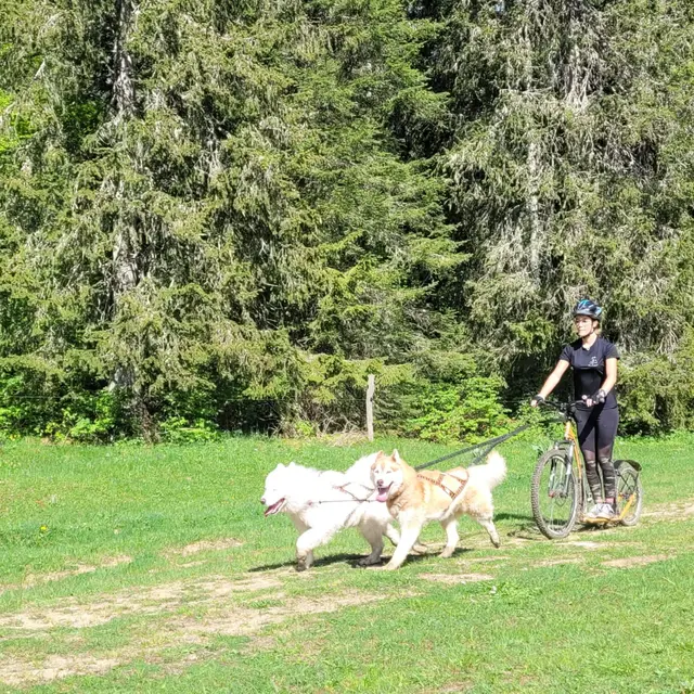 Traineau dingo - Cani Trott
