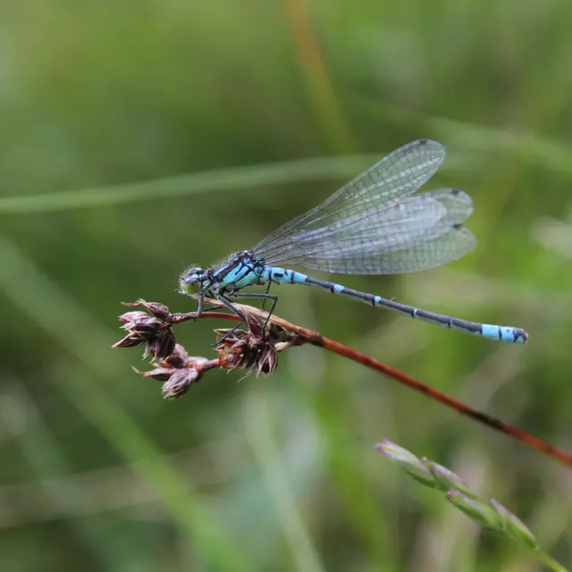 Agrion.a.lunules