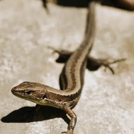 Patte à patte de lézard !_Saint-Martin-de-Ré