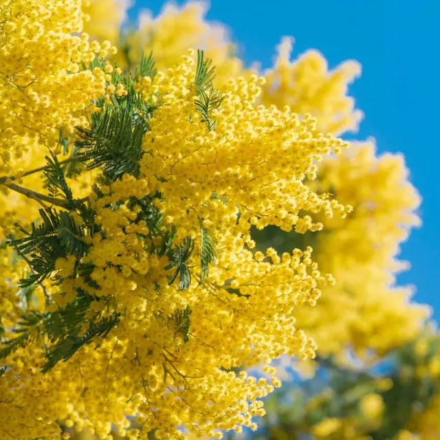 Excursion en bus route du Mimosa_Roquebrune-sur-Argens