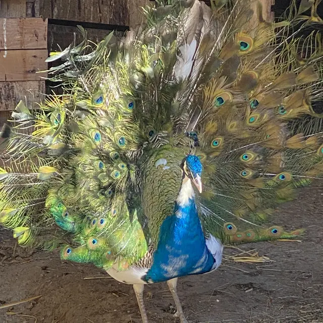 Élevage Le Galopin, ferme pédagogique SAVINES-LE-LAC