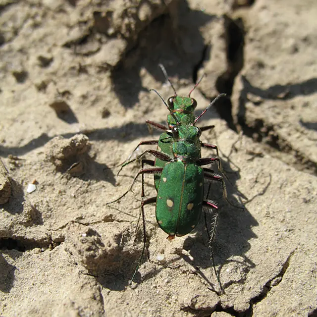 Cicindèles champêtres