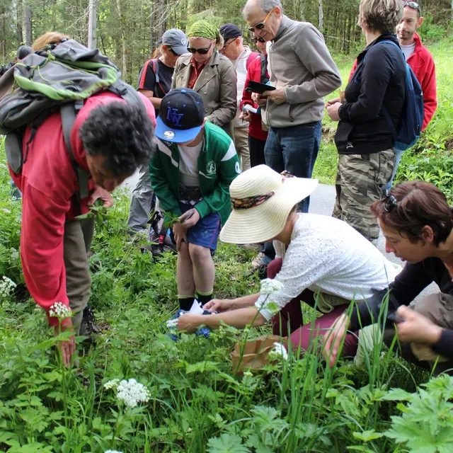Sortie découverte des plantes de montagne_Thollon-les-Mémises