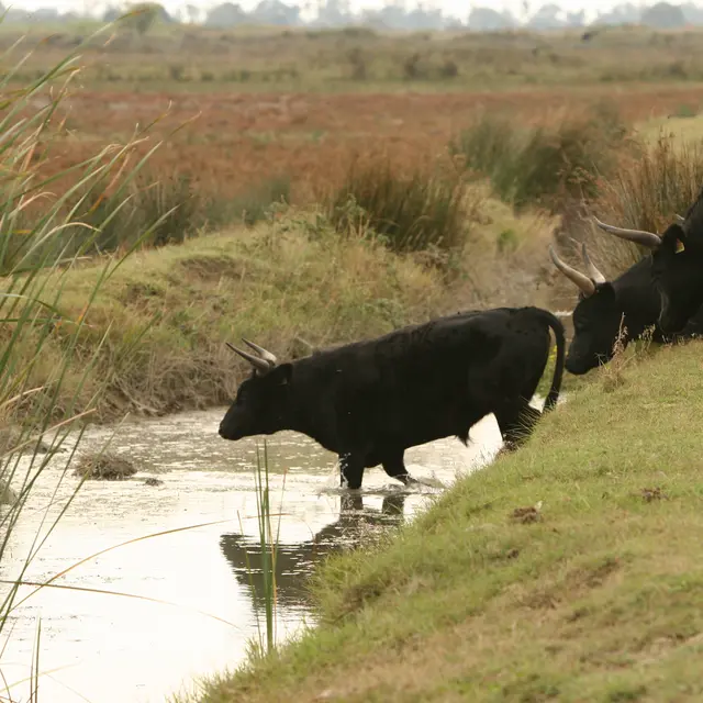 Journée  de la Manade Raynaud_Saintes-Maries-de-la-Mer