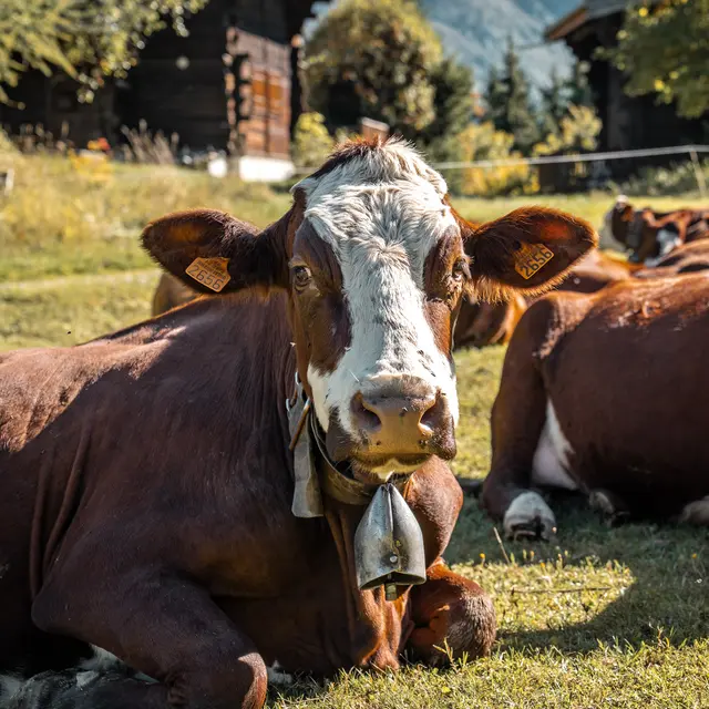 Randonnée pastoralisme_Les Contamines-Montjoie
