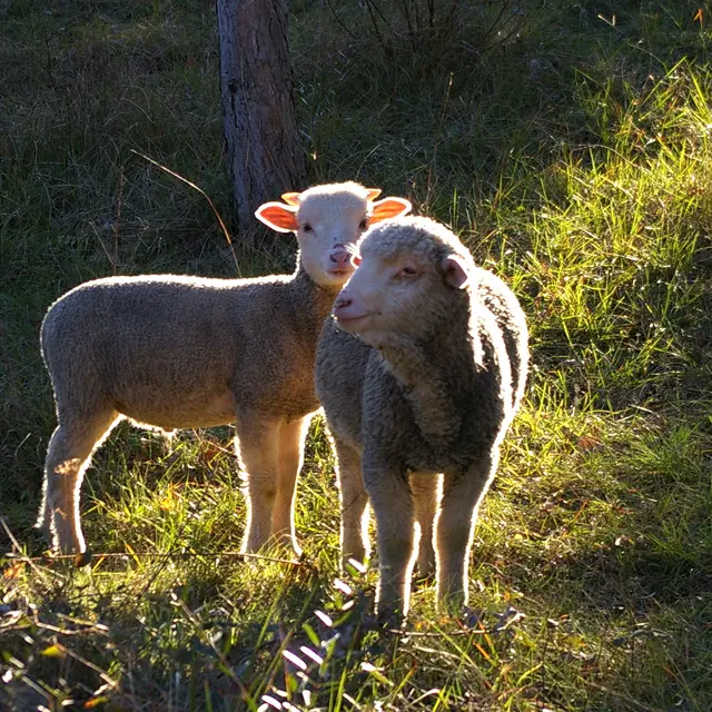 #RDVduParc • Atelier autour de la laine_Garéoult