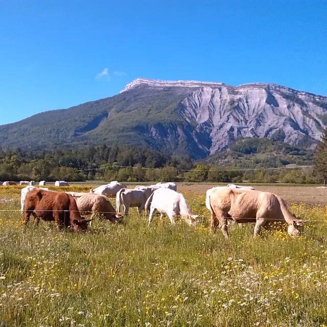 Le Bovin Alpin - Visite à la ferme