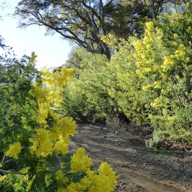 Promenade-découverte : le mimosa, or jaune de la côte d’azur_Sainte-Maxime