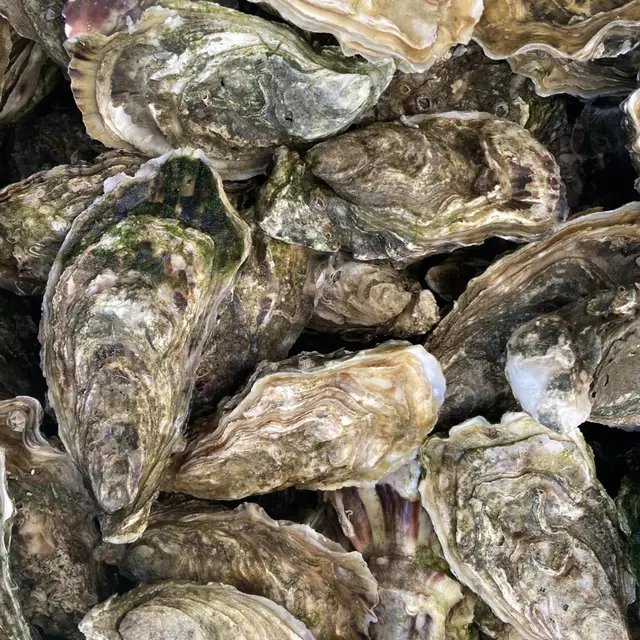 Dégustation d'huîtres au Café Resto Biocoop Chez Puy_Saint-Chaffrey