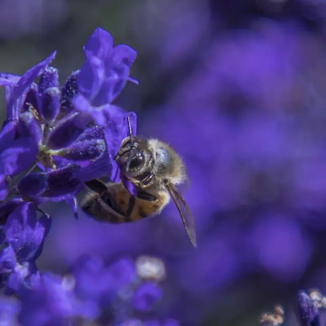 Abeille qui butine une fleur de lavande