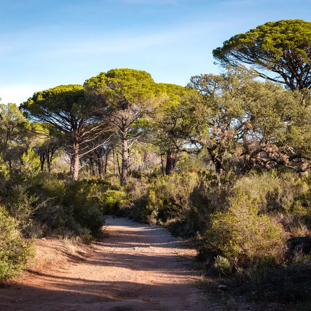 sentier pinède raphèle
