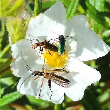 Balade - La danse du printemps_Le Beausset