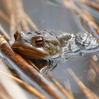 A la découverte des amphibiens_Doussard