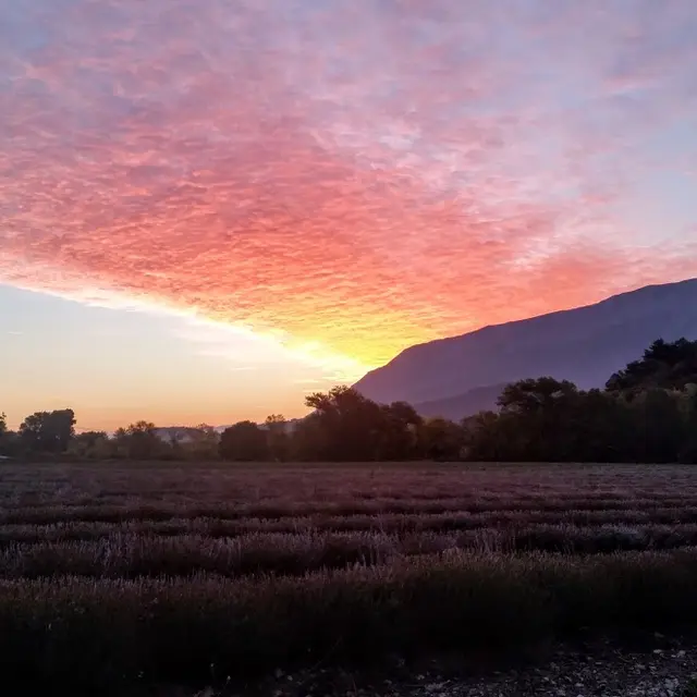Lavanderaie des Hautes Baronnies