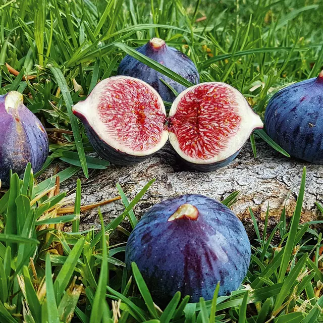 SOLÉA_Solliès-Pont