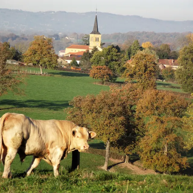 La triplette charoline