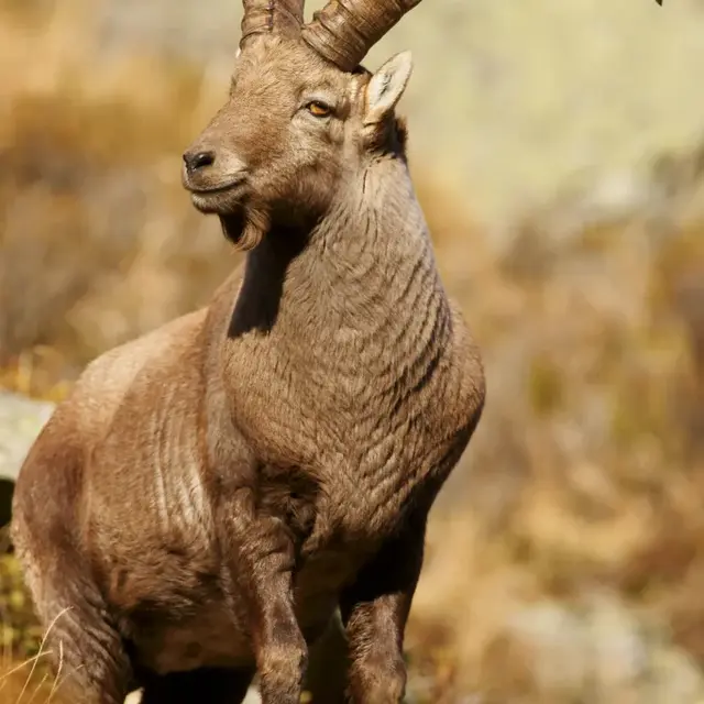 Animation La montagne en sabots : les ongulés de montagne_Passy