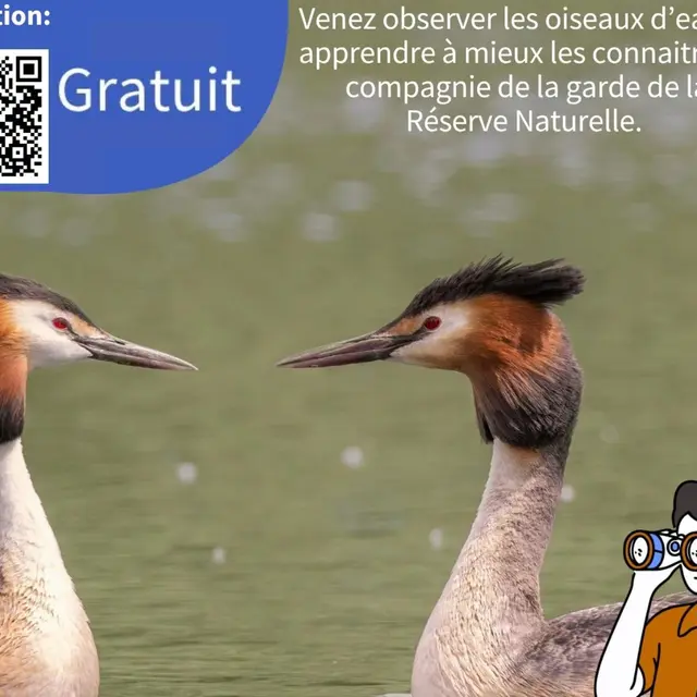 Sortie : Oiseaux d'eau_Doussard