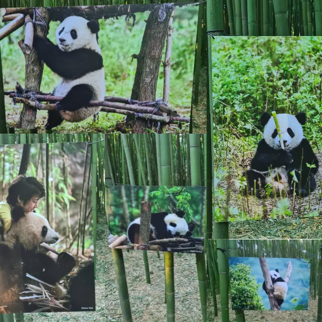 Exposition  photos Moon le Panda à la Bambouseraie_Générargues