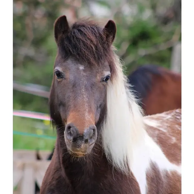 Animalin : Poney Club et Ferme Pédagogique_Saint-Martin-de-Valgalgues