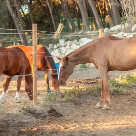 Concours de sauts d'obstacles_Istres