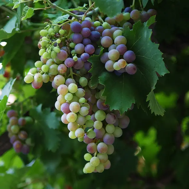 Terres des Nus - Bruno Debon_Châteaudouble