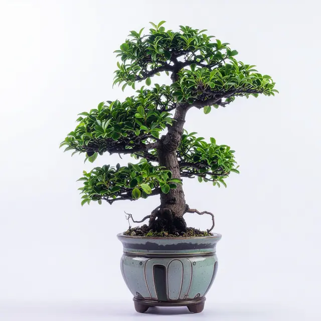 37ème CONGRES NATIONAL BONSAÏ_Montrond-les-Bains