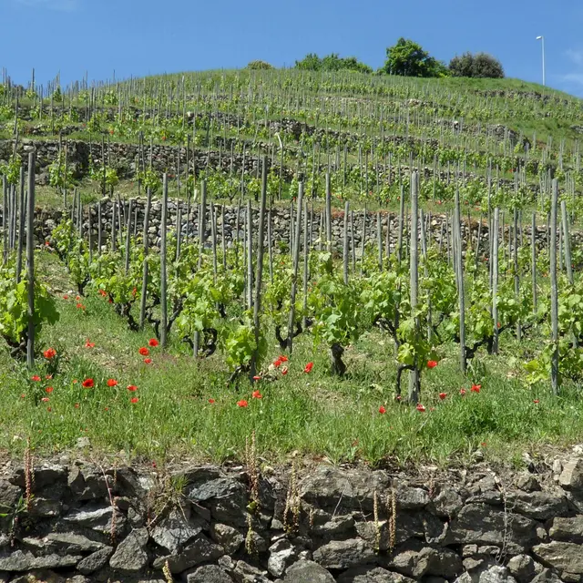 Sur la route des vins