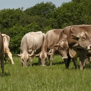 Les Pieds dans le Local®, spécial producteurs ! Visite d'exploitation : Aux Pas des Brunes_Arvière-en-Valromey