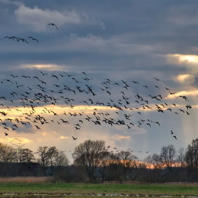Observez le grand voyage des oiseaux migrateurs_Carcès
