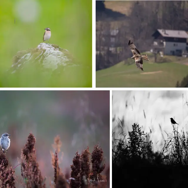 Atelier découverte - Initiation à l’ornithologie proche des villages_Les Saisies