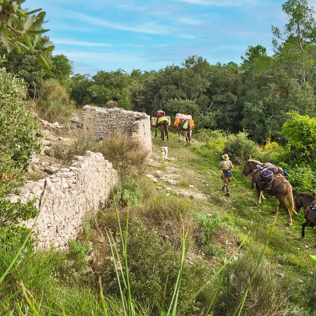 Randonnée à la journée avec mules et muletiers à Cuers