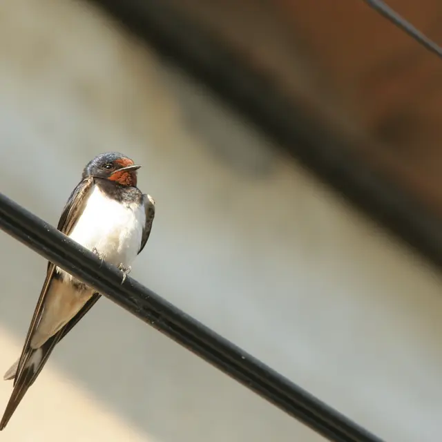 Inventaire participatif des oiseaux du bâti - Cycle_Crolles